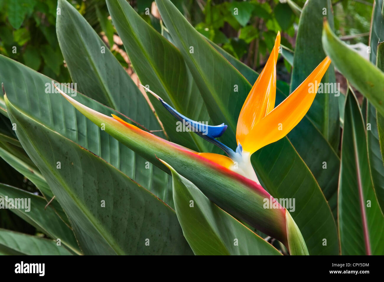 Un vivace uccello del paradiso fiore sboccia in un giardino tropicale in Nayarit, Messico. Foto Stock