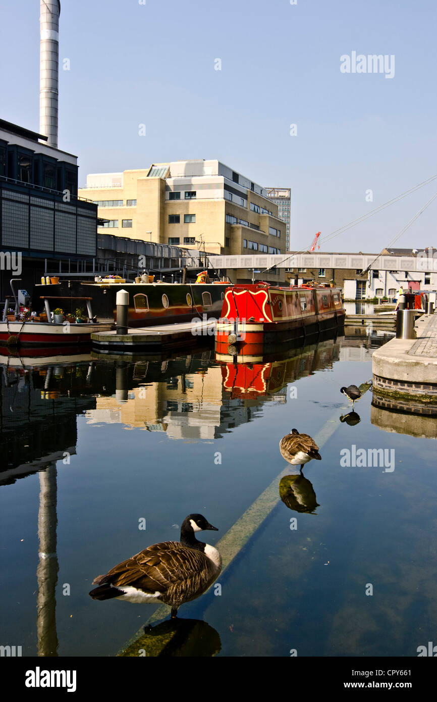 Le chiatte e le oche sul Regent's Canal a Paddington Basin Londra Inghilterra Europa Foto Stock