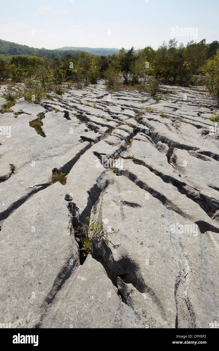Fessure in pavimenti calcarei shelter piante, andatura carriole riserva naturale nazionale, UK. Foto Stock