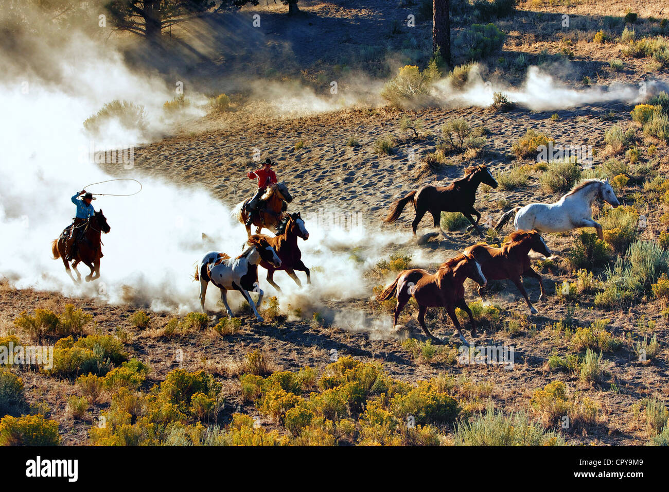 Round up Cowboy e cavalli Foto Stock