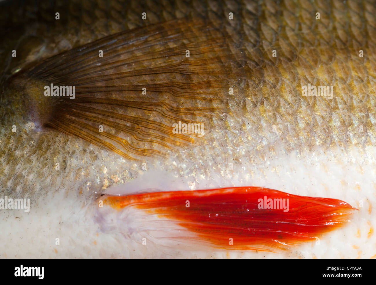 Pelle e scaglie di 1.1 kg di acqua dolce pesce persico (Perca fluviatilis ) Foto Stock
