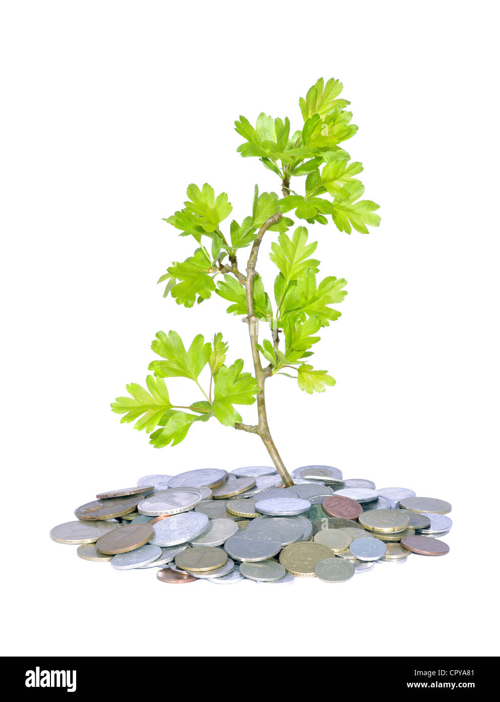 Abstract pianta verde e fresco di monete per far crescere il business concept Foto Stock