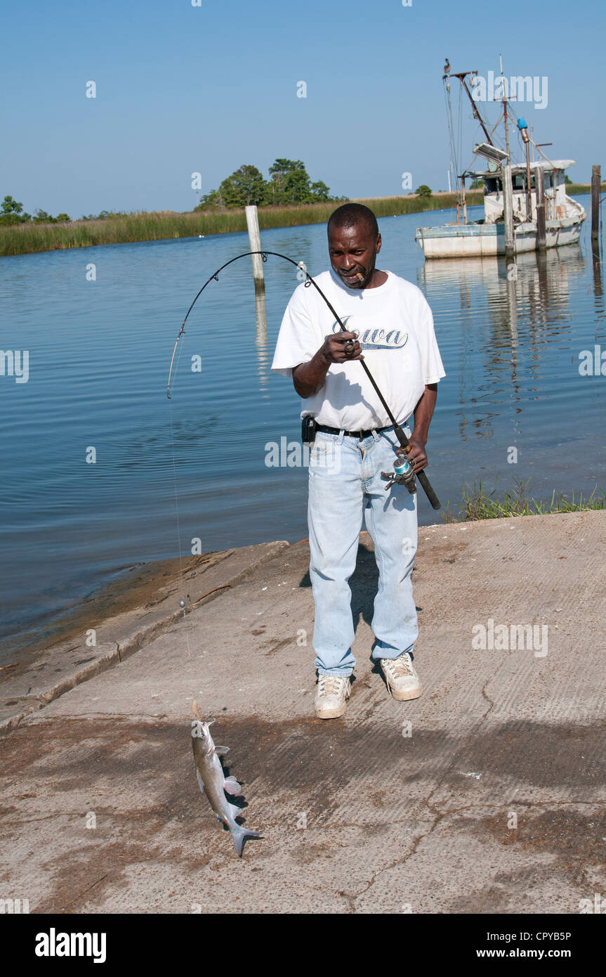 Fiume Apalachicola Apalachicola northwest Florida USA Fisherman atterra un lupo di mare Foto Stock