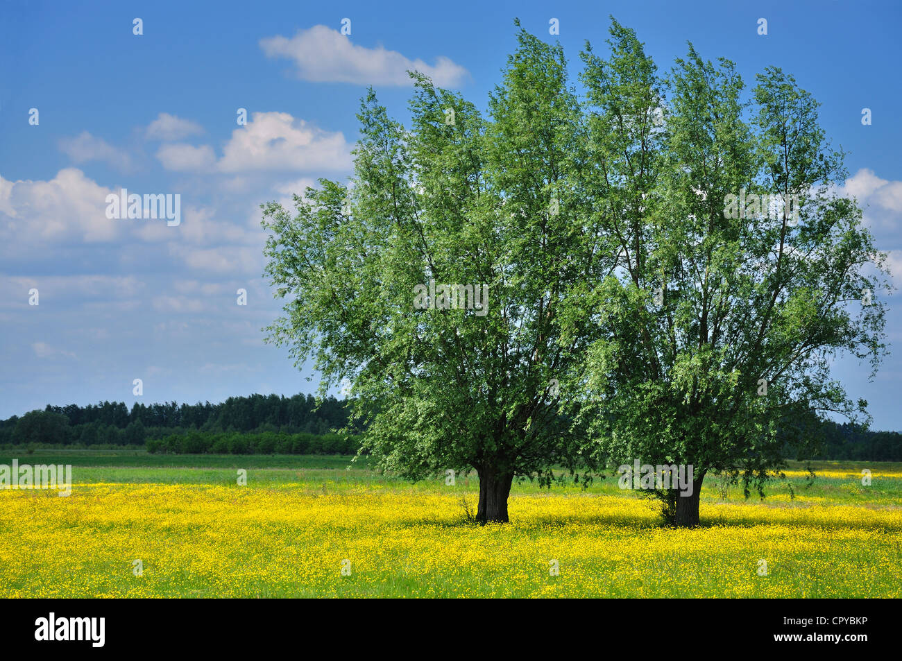 Paesaggio di primavera Foto Stock