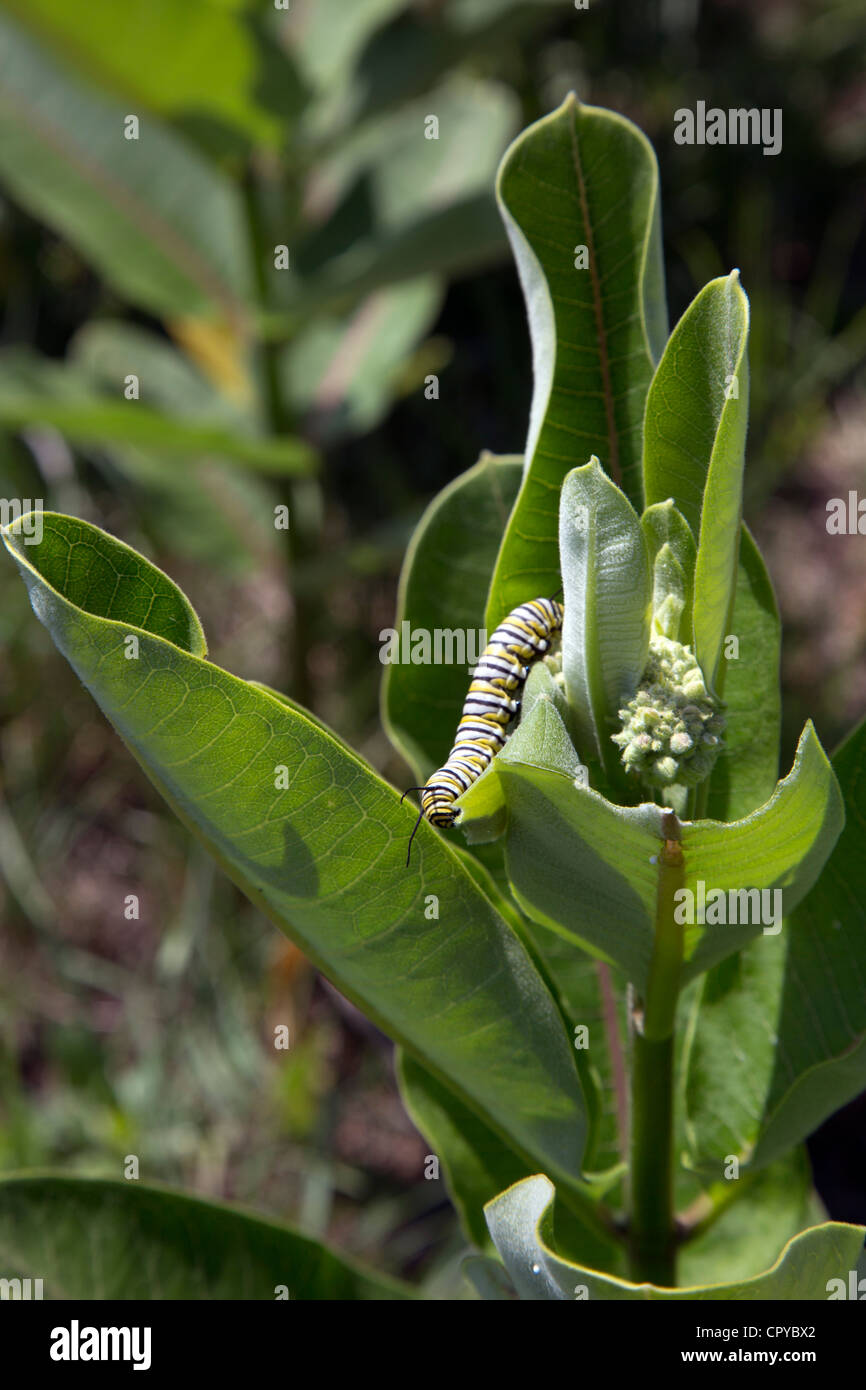 Un monarca bruco su un impianto milkweed. Foto Stock