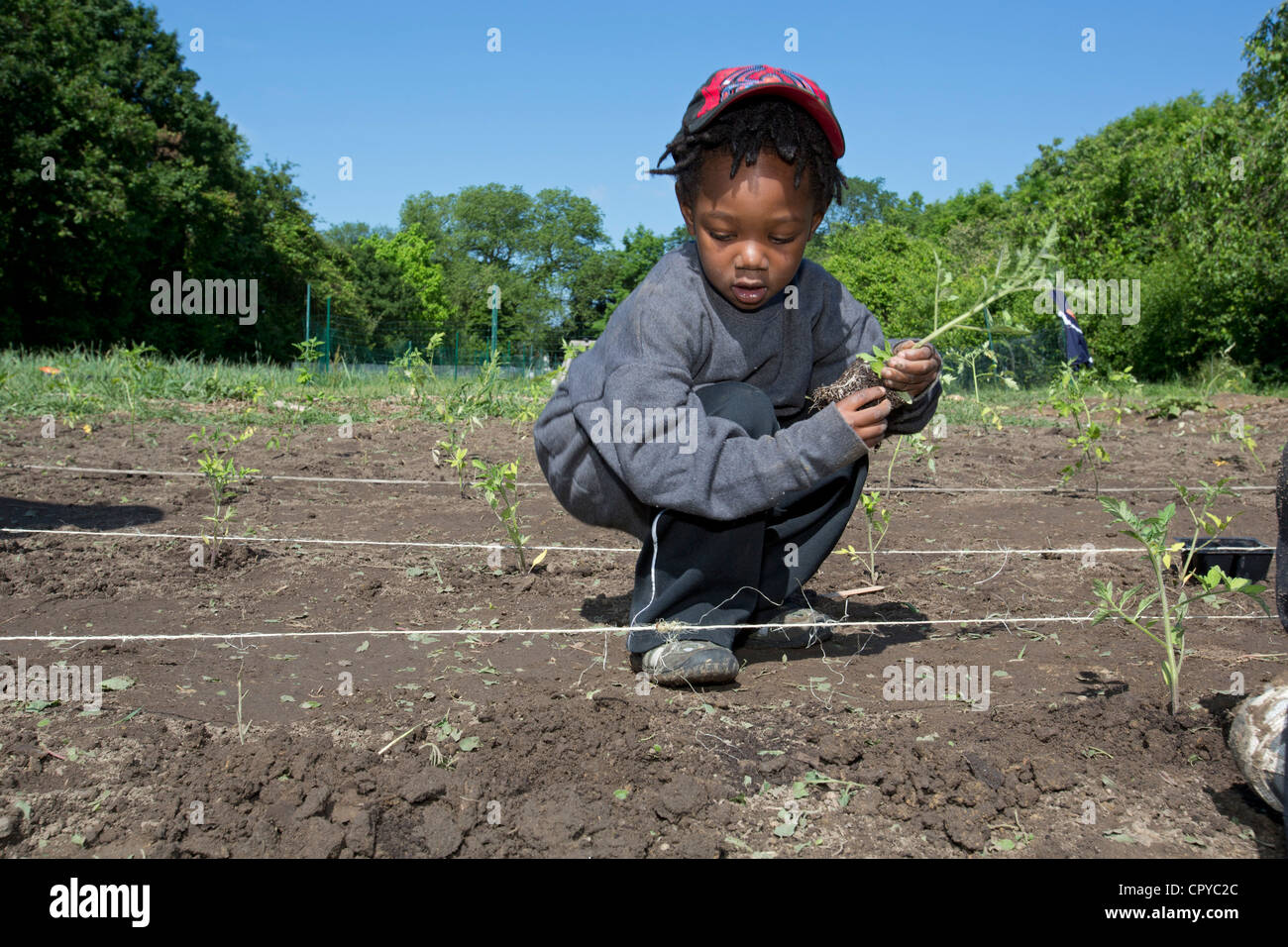 Impianto di volontari i pomodori in D-Town Farm, una fattoria urbana a Detroit il Rouge Park. Foto Stock