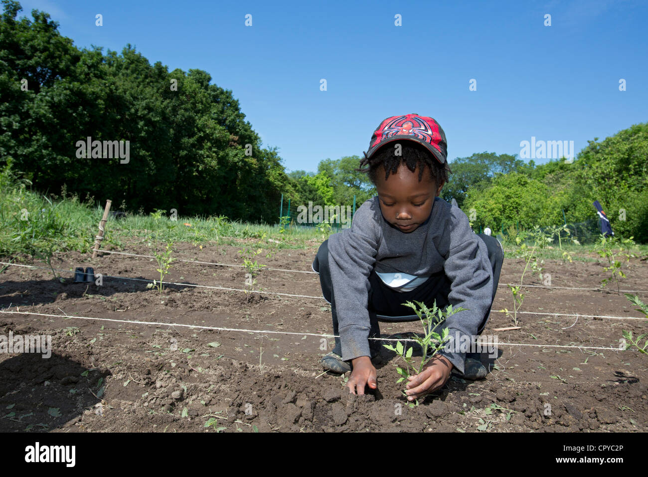 Impianto di volontari i pomodori in D-Town Farm, una fattoria urbana a Detroit il Rouge Park. Foto Stock