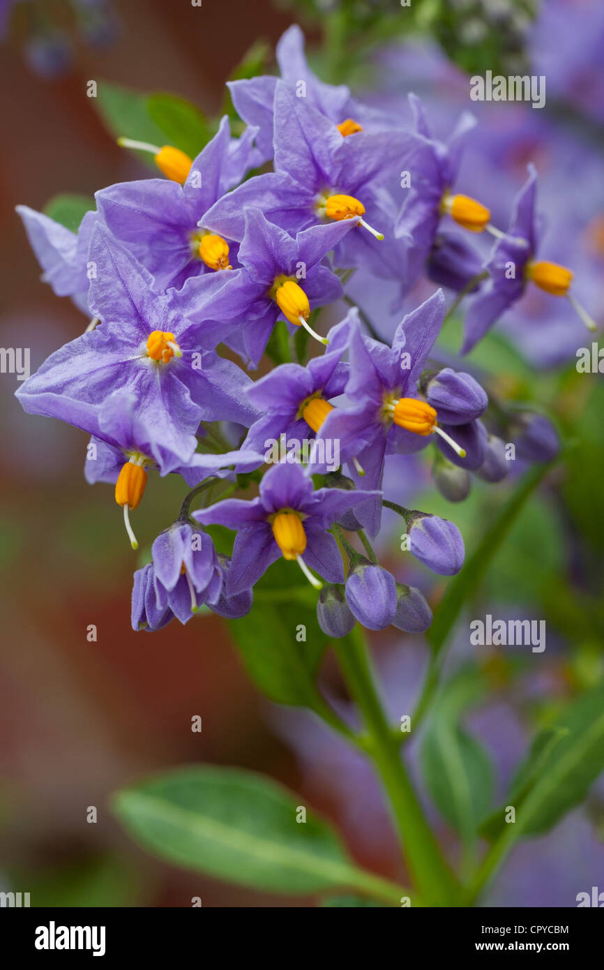 Solanum Crispum Solanacee Close up Foto Stock