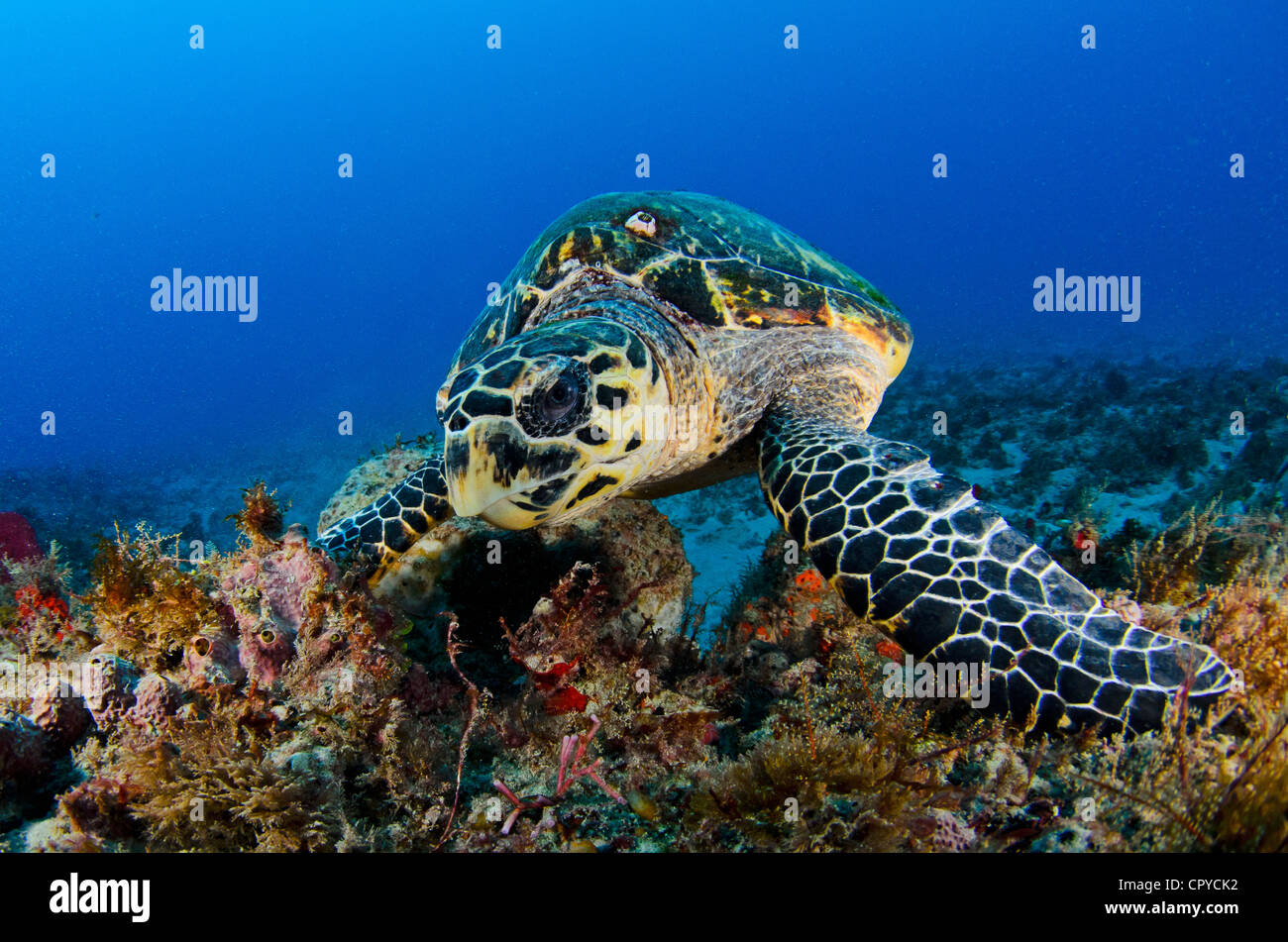 Questa è una foto che ho scattato di hawksbill sea turtle avente il pranzo sulla barriera corallina. Foto Stock