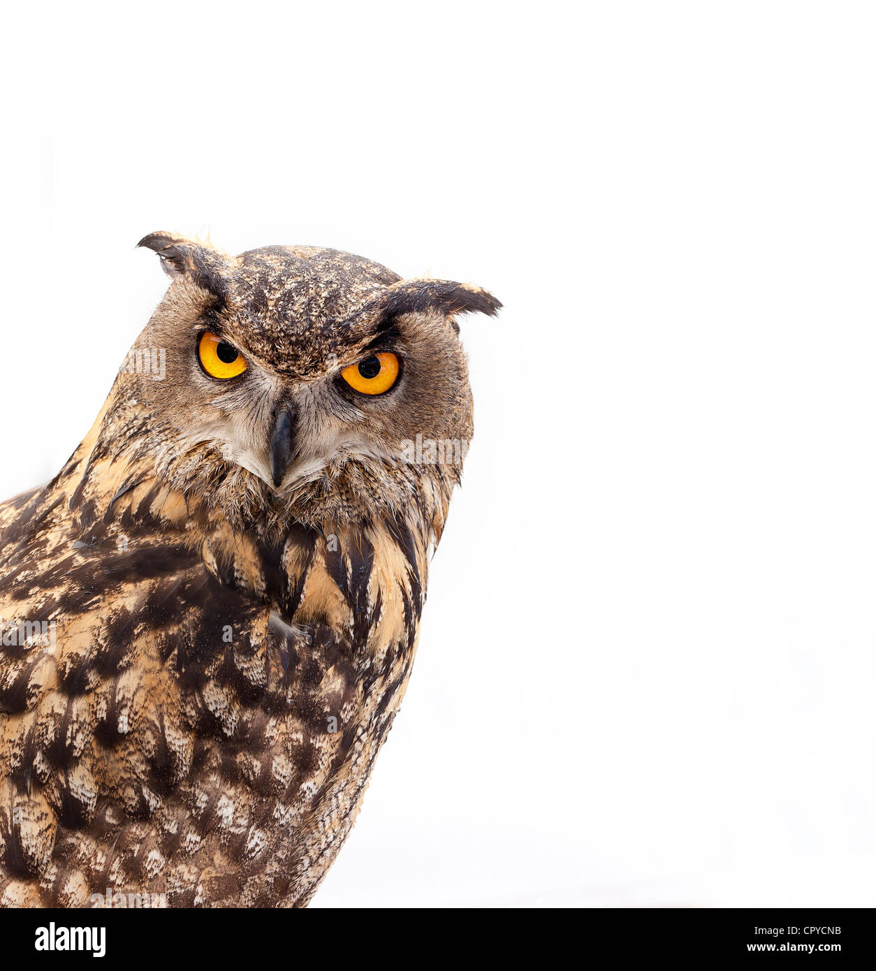 Gufo reale ritratto (Bubo bubo) Foto Stock