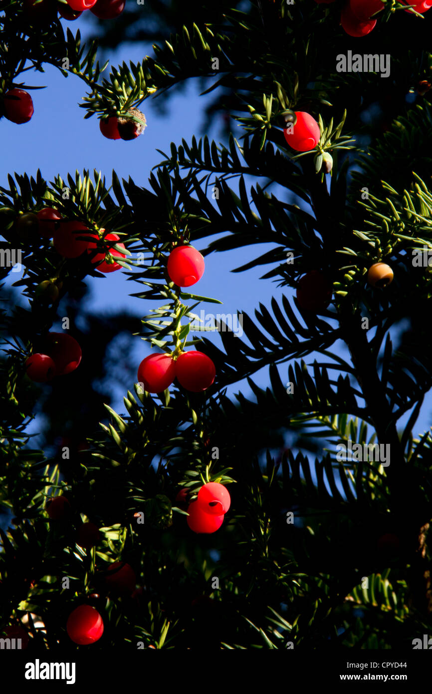 Yew bacche (Taxus baccata) Foto Stock