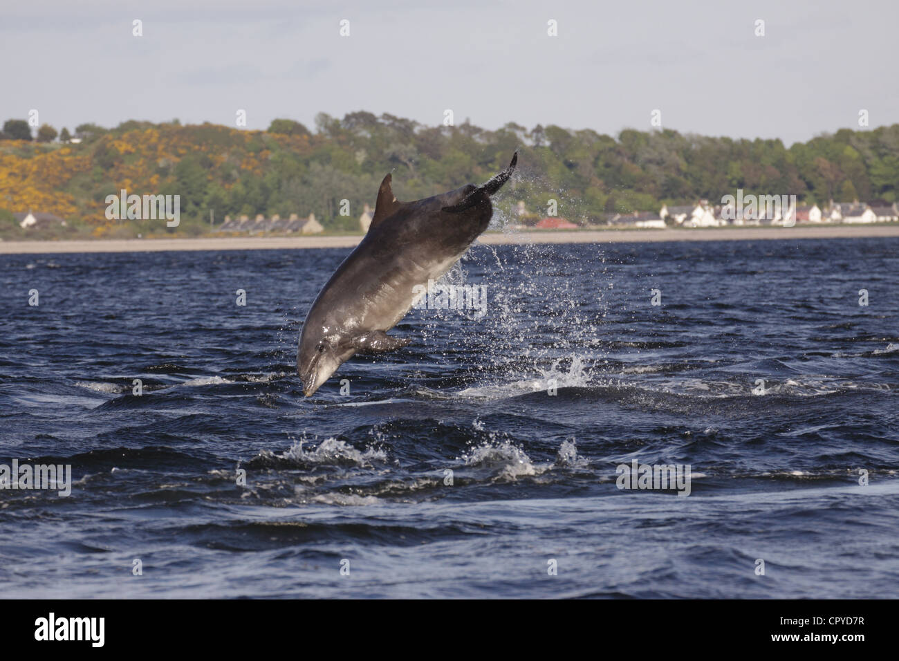 Il tursiope o delfino maggiore (Tursiops truncatus) violare in Moray Firth, Chanonry Point, Scotland, Regno Unito Foto Stock