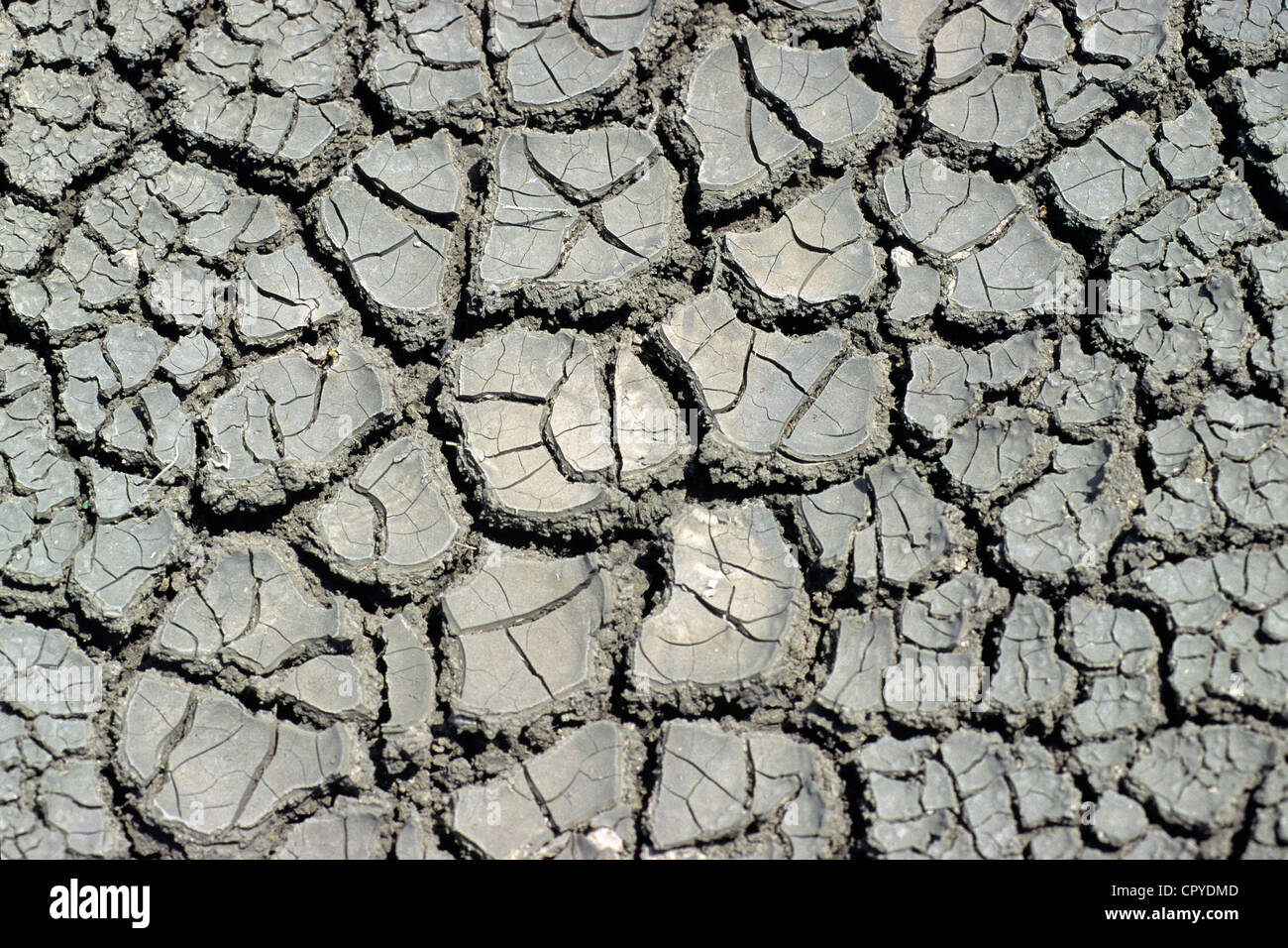 Spagna, Andalusia, Jerez, crackled suolo dovuta al secco ness Foto Stock