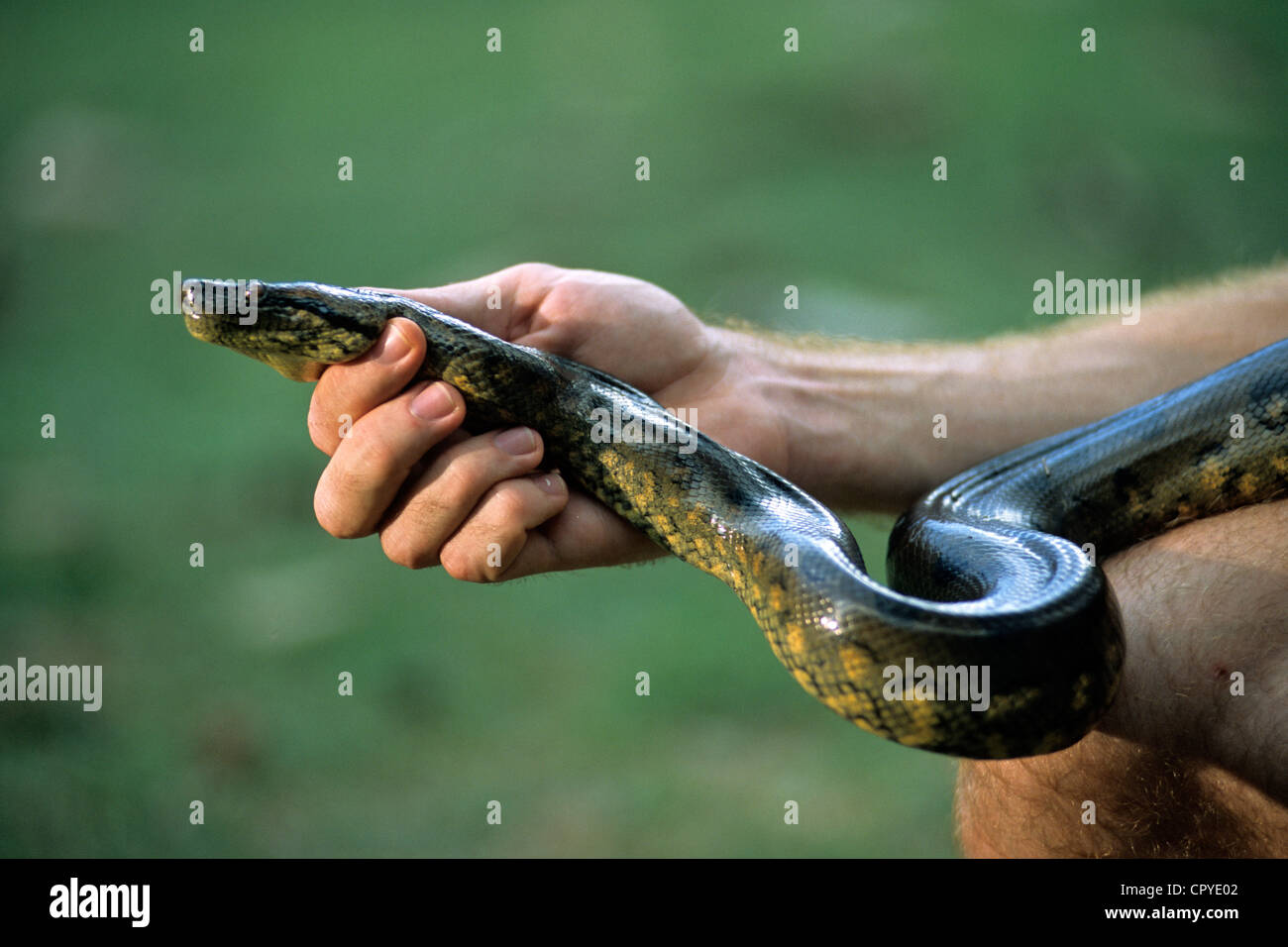 Francia, Guiana Francese (dipartimento d'oltremare), Cisame Camp, Anaconda catturato nella foresta amazzonica Foto Stock