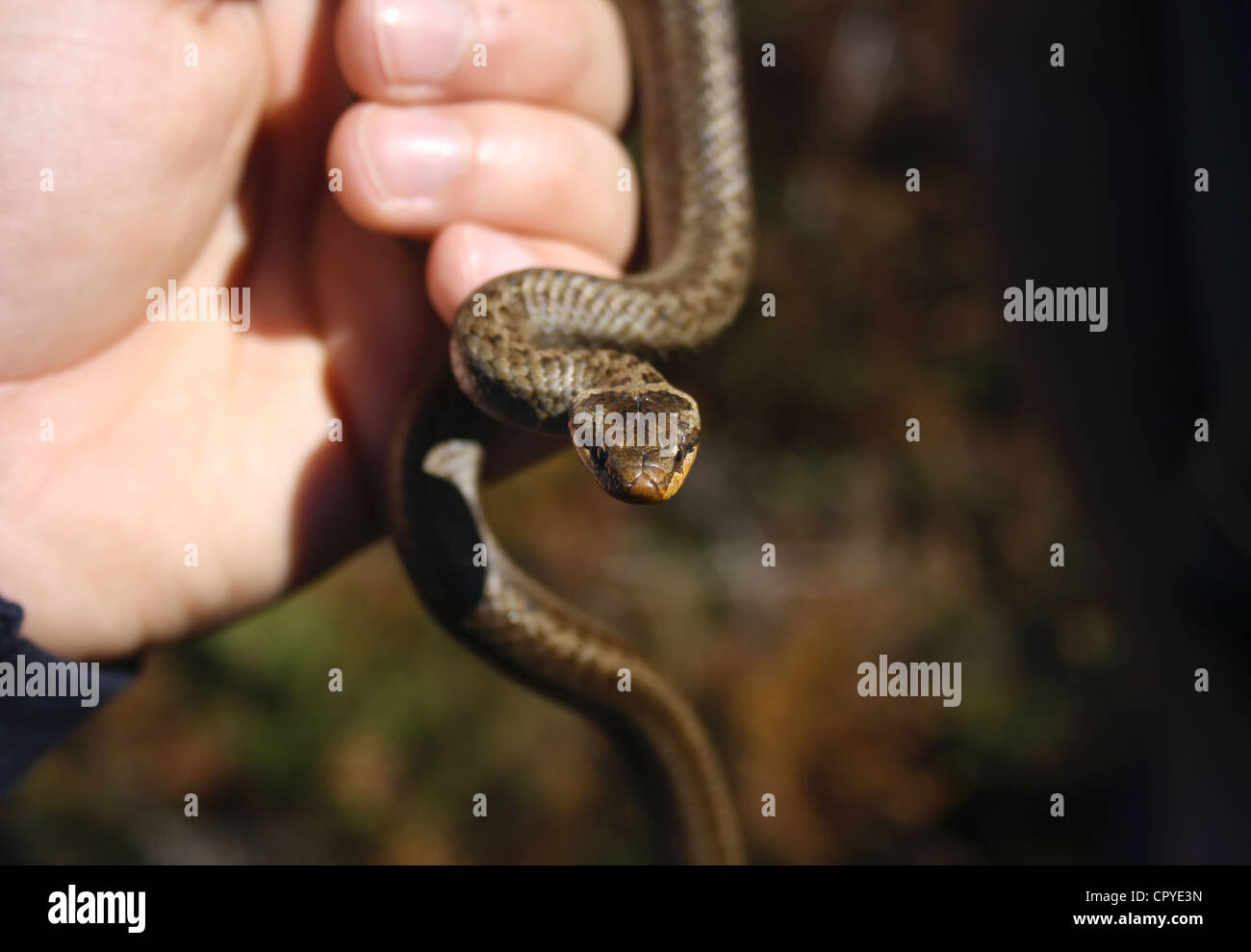 Fotografo tenendo un colubro liscio (Coronella austriaca) per scopi di indagine Foto Stock