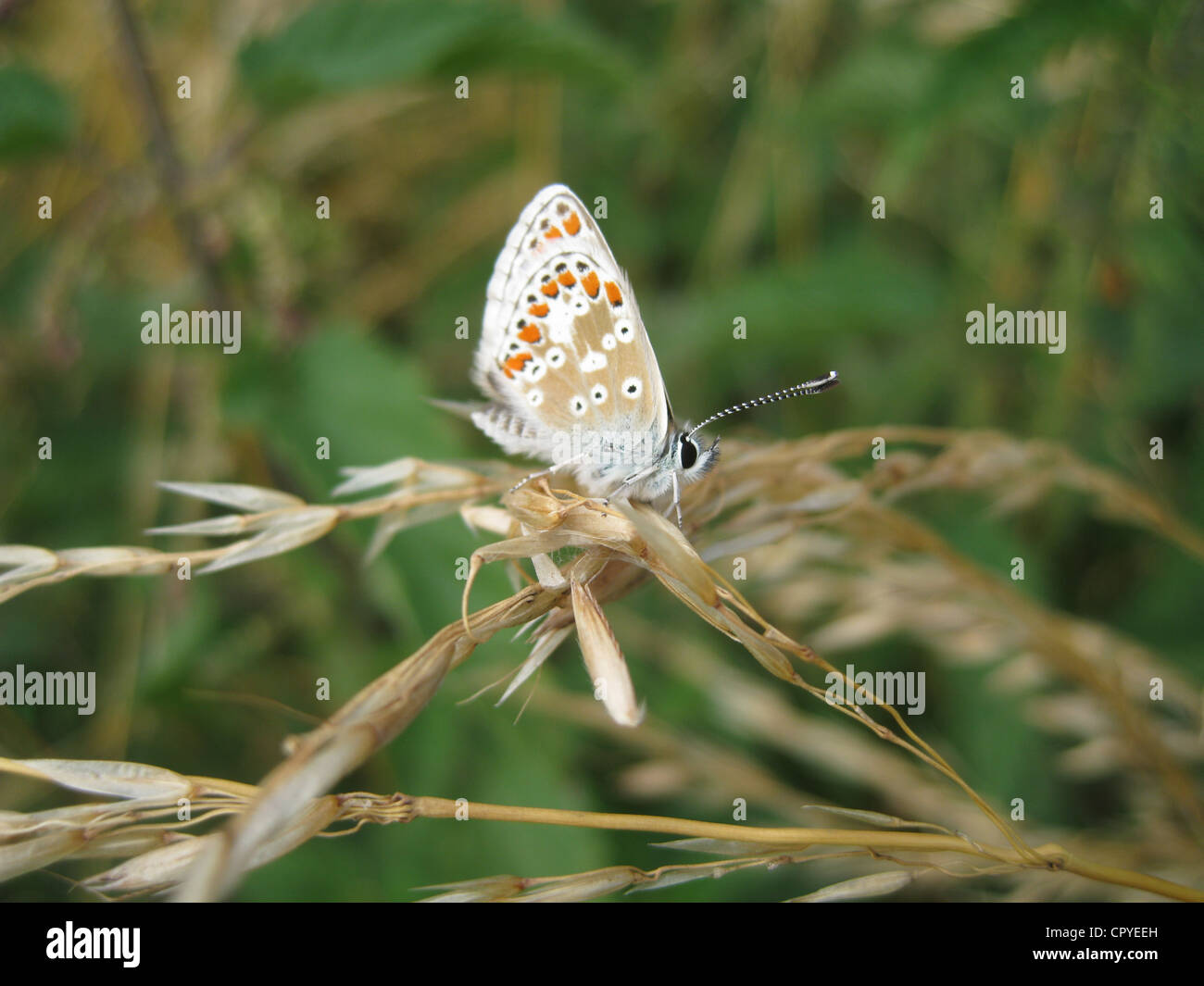 Comune di Blue Butterfly Polyommatus icarus (femmina) in Berkshire, Inghilterra. Foto Tony Gale Foto Stock