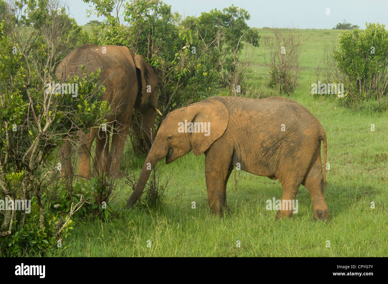 Elephant di vitello con alimentazione di MOM Foto Stock