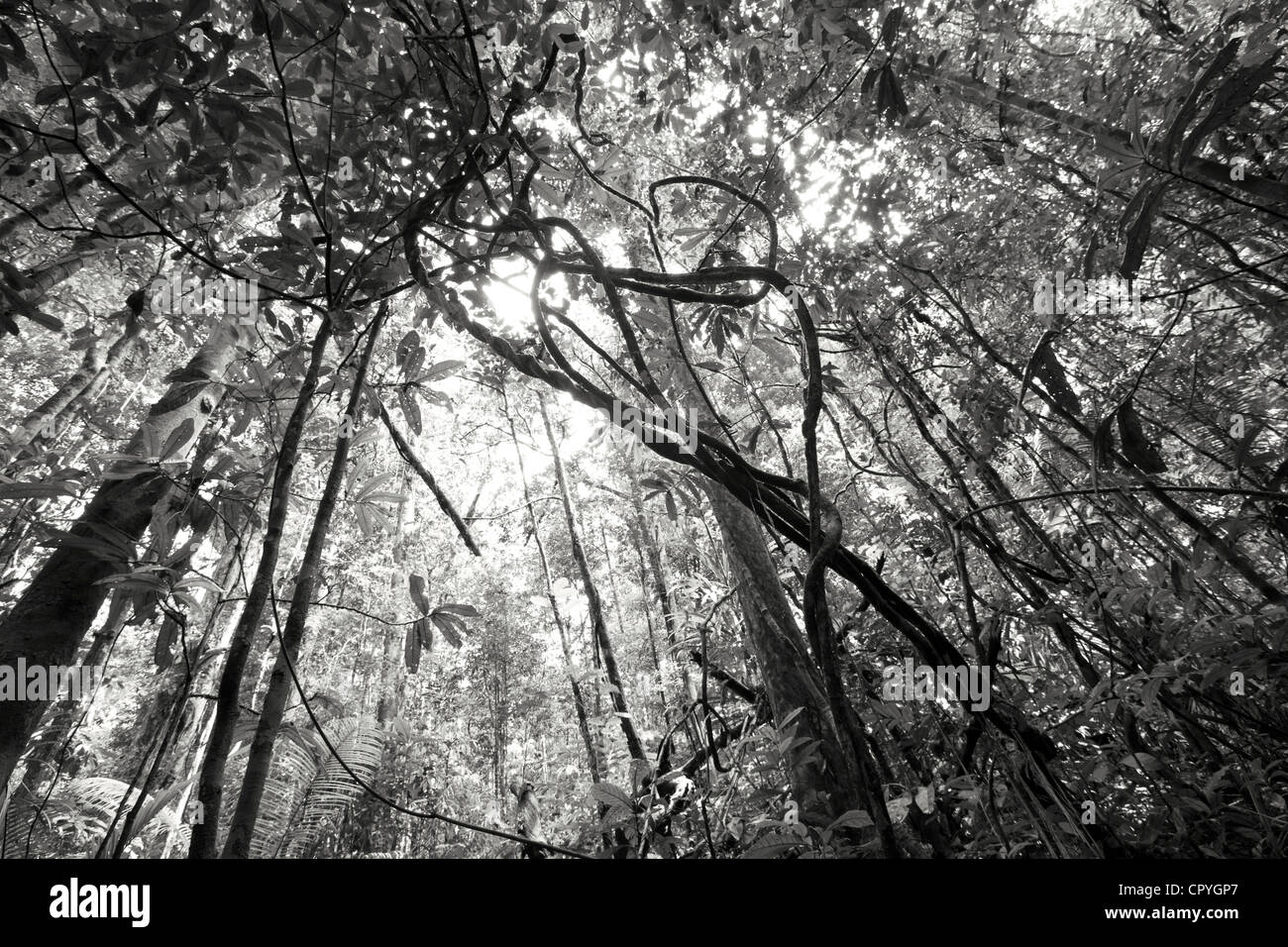Raffiche di luce solare attraverso il baldacchino sopra nella foresta amazzonica. Foto Stock