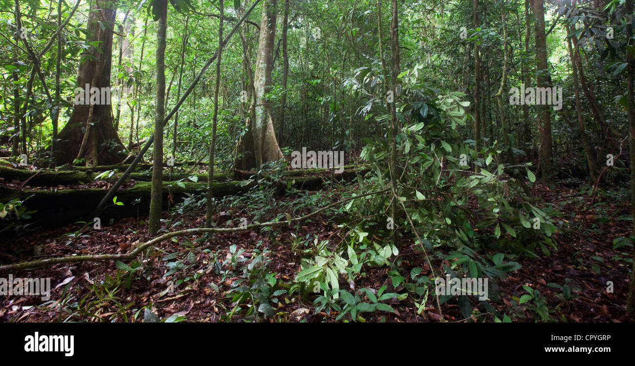 Profondo in Amapa Affitto's Amazon rain forest innumerevoli tipi di flora si allunga in lontananza. Foto Stock