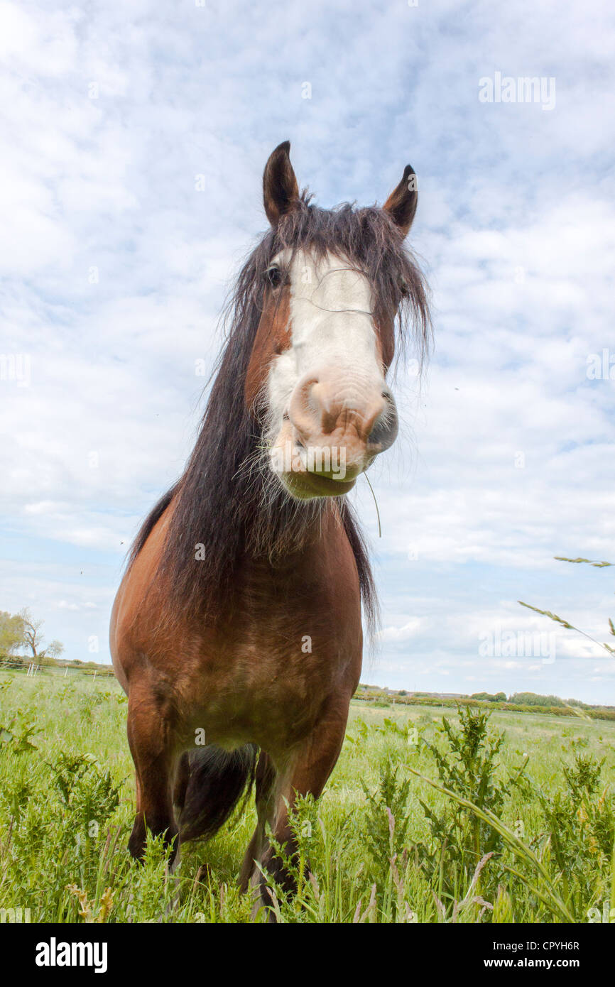 Il cavallo in un campo Foto Stock
