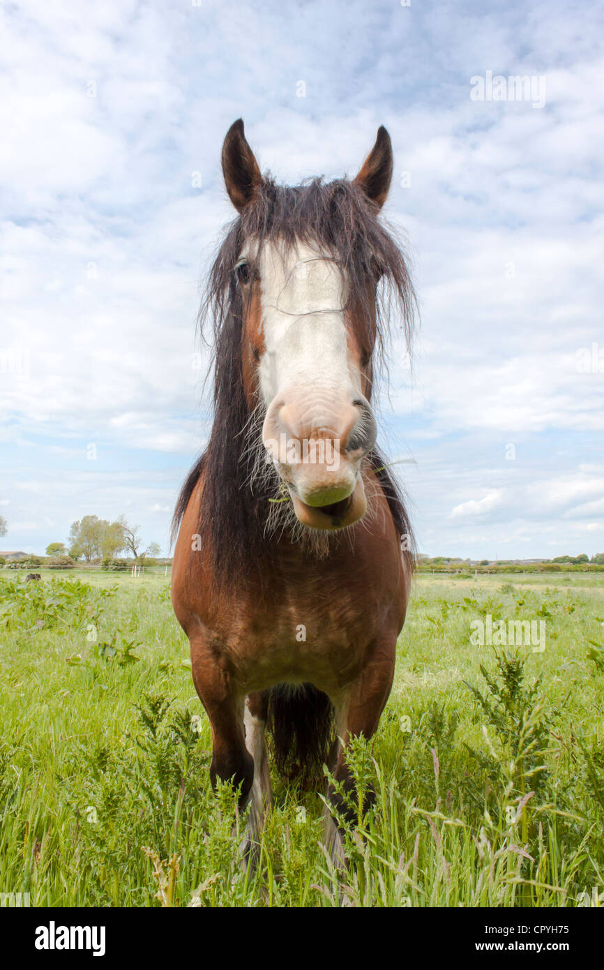 Il cavallo in un campo Foto Stock