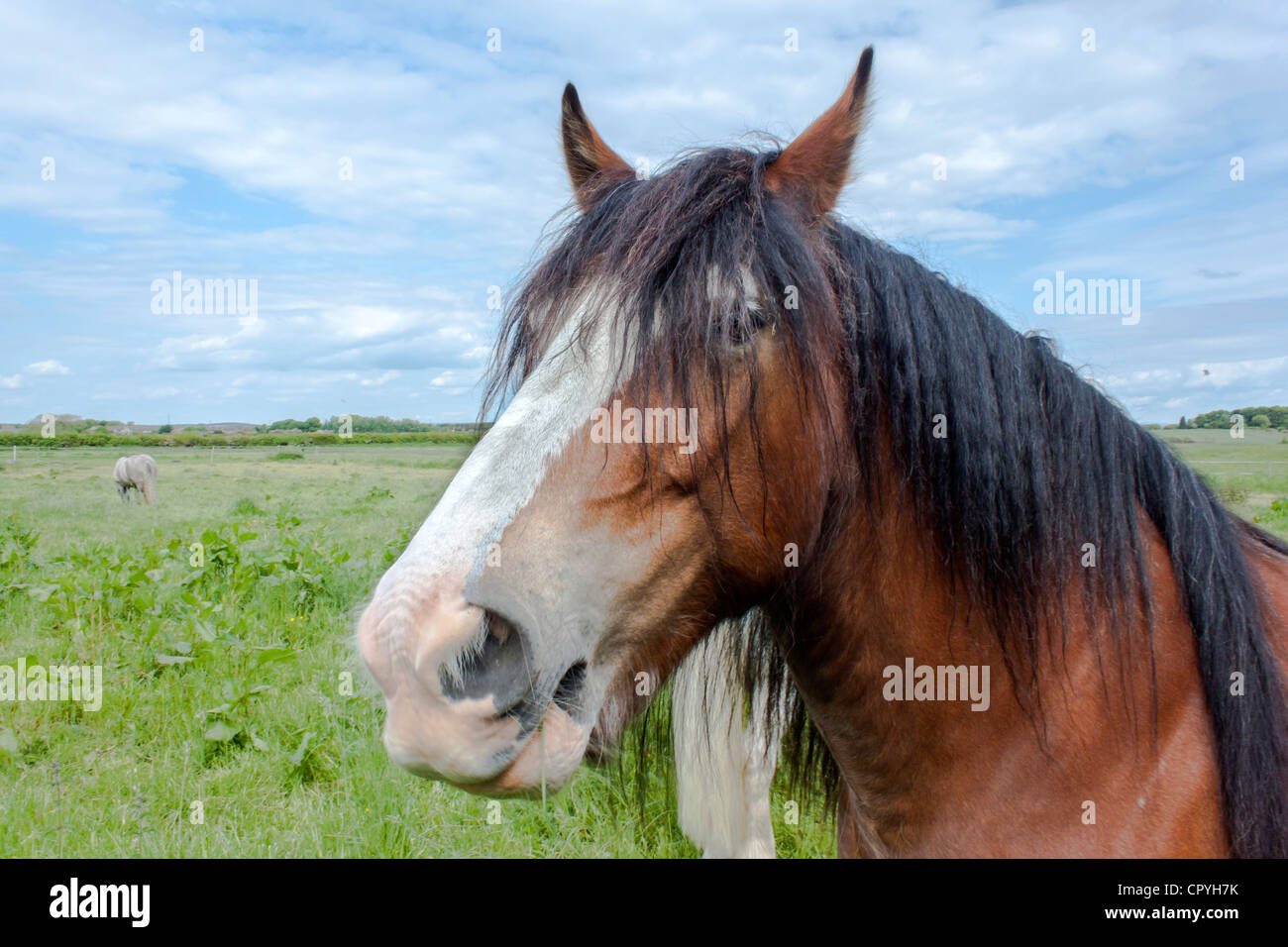 Il cavallo in un campo Foto Stock