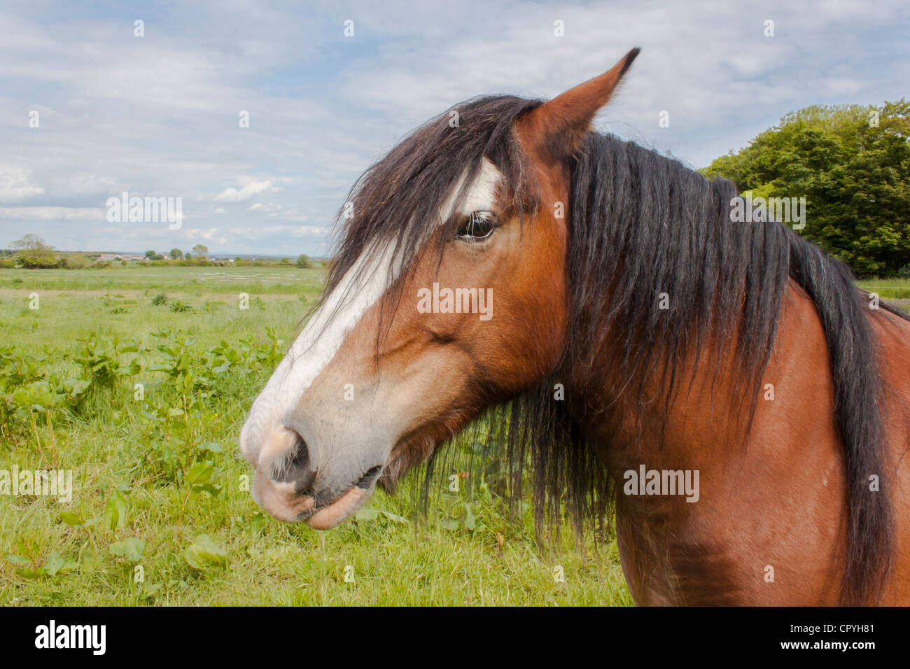 Il cavallo in un campo Foto Stock
