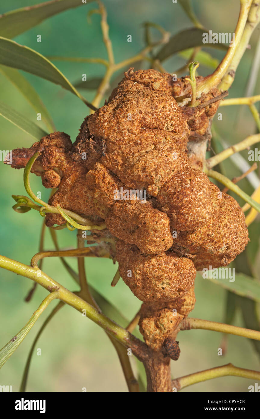 Graticcio gall ruggine Foto Stock