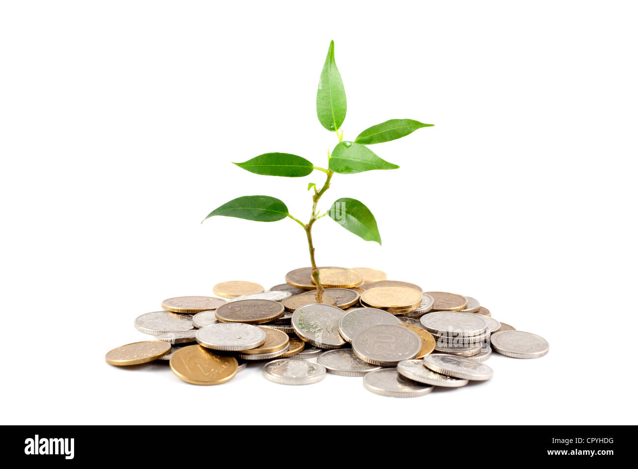 Pianta verde sullo sfondo bianco business metafora del risparmio in banca Foto Stock