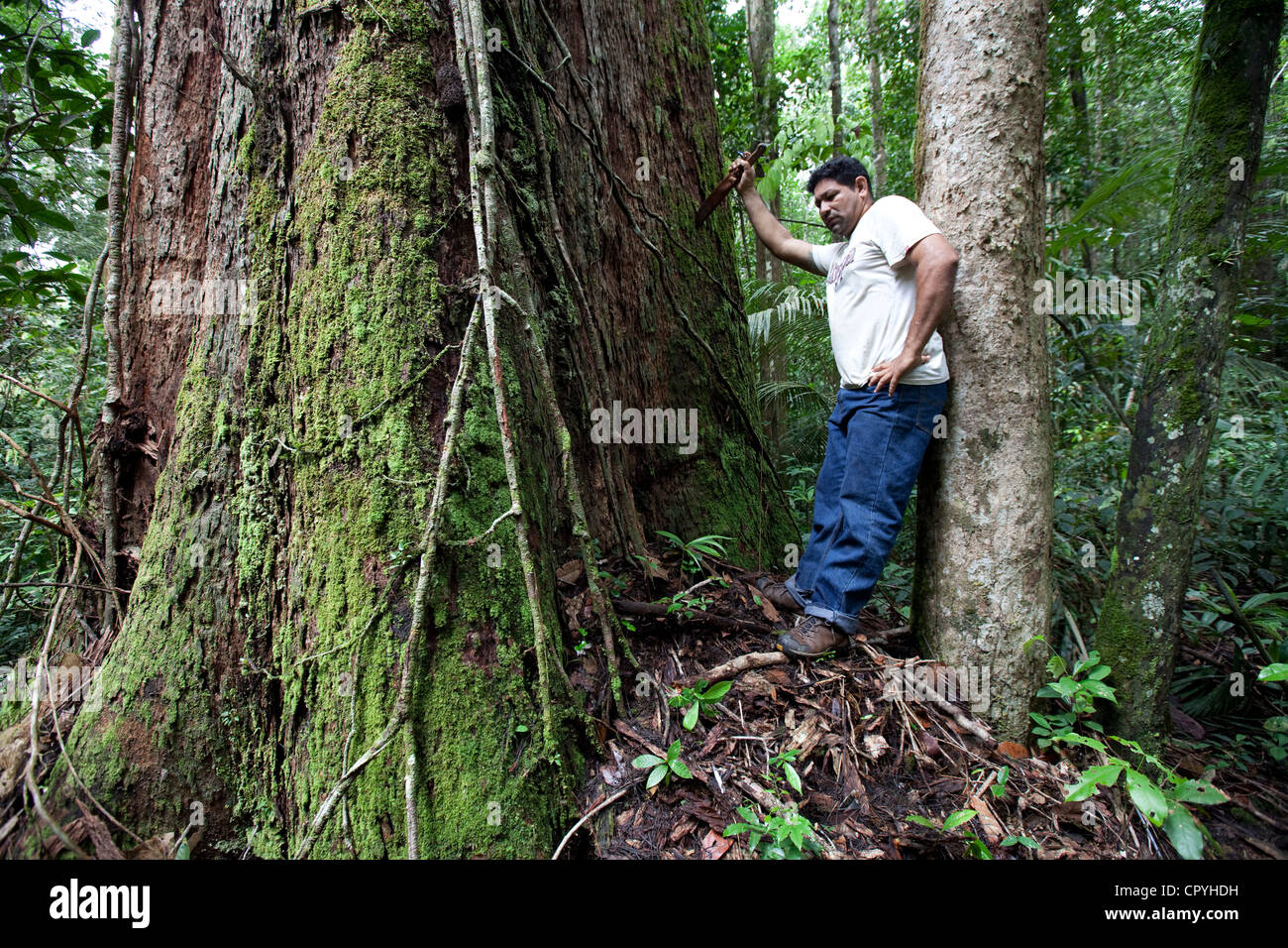 Gli incontri con questi giganti antichi sembrano meno e lontano tra tutta la maggior parte della foresta pluviale amazzonica. Foto Stock