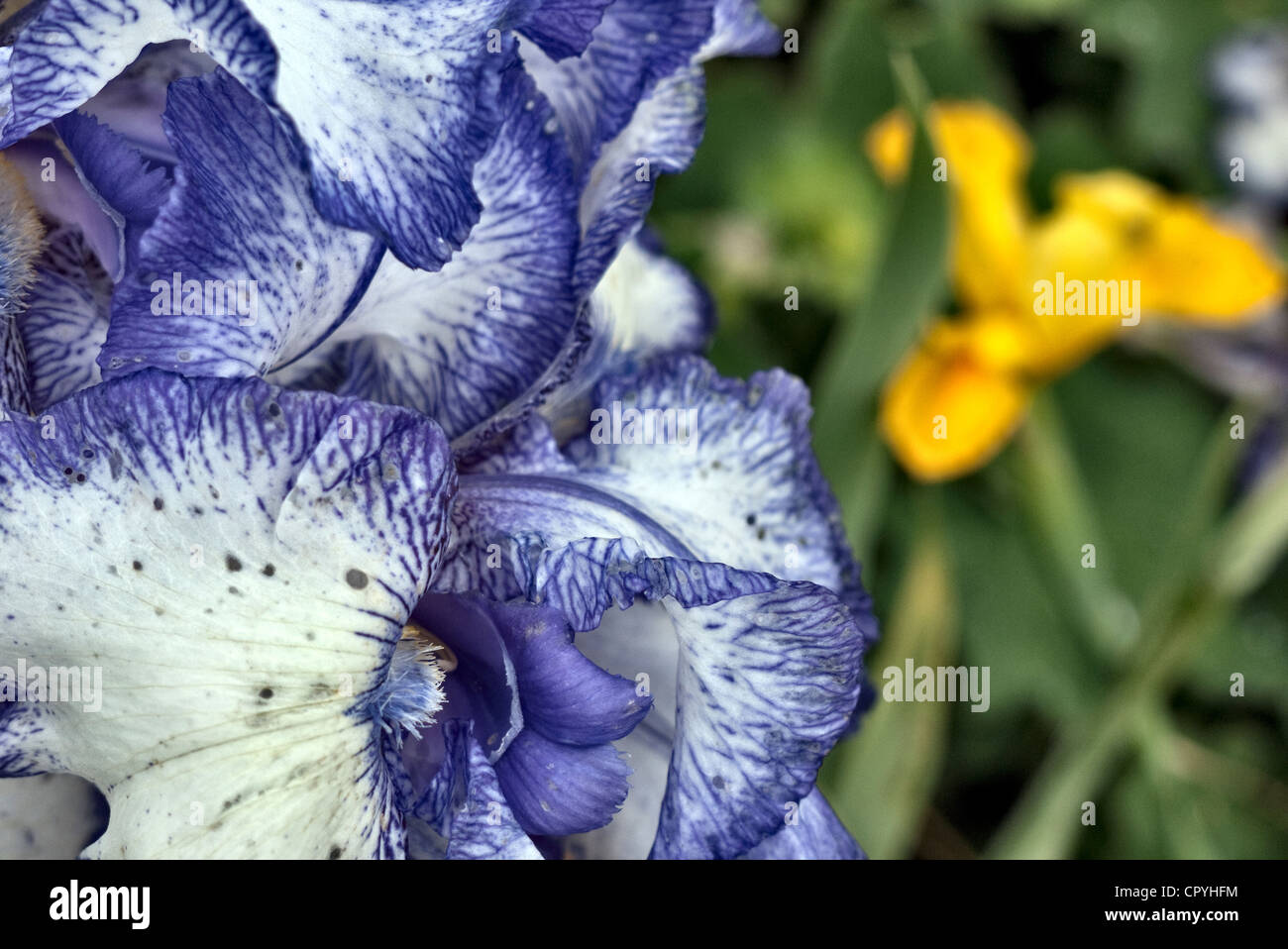 Bandiera Iris in un fiore boarder Foto Stock