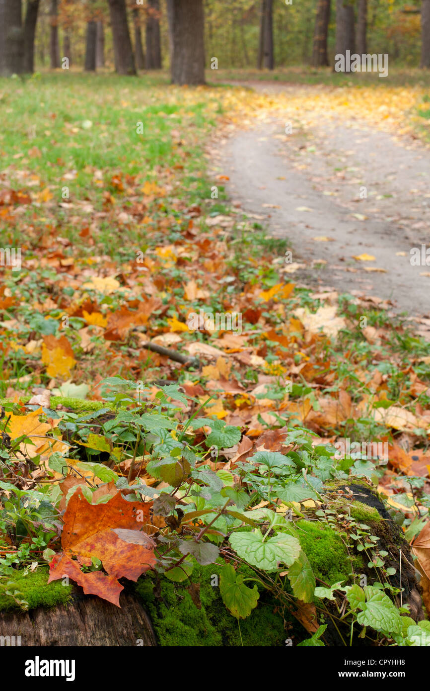 Terra di strada nella foresta di autunno. Il vecchio albero moncone in primo piano Foto Stock