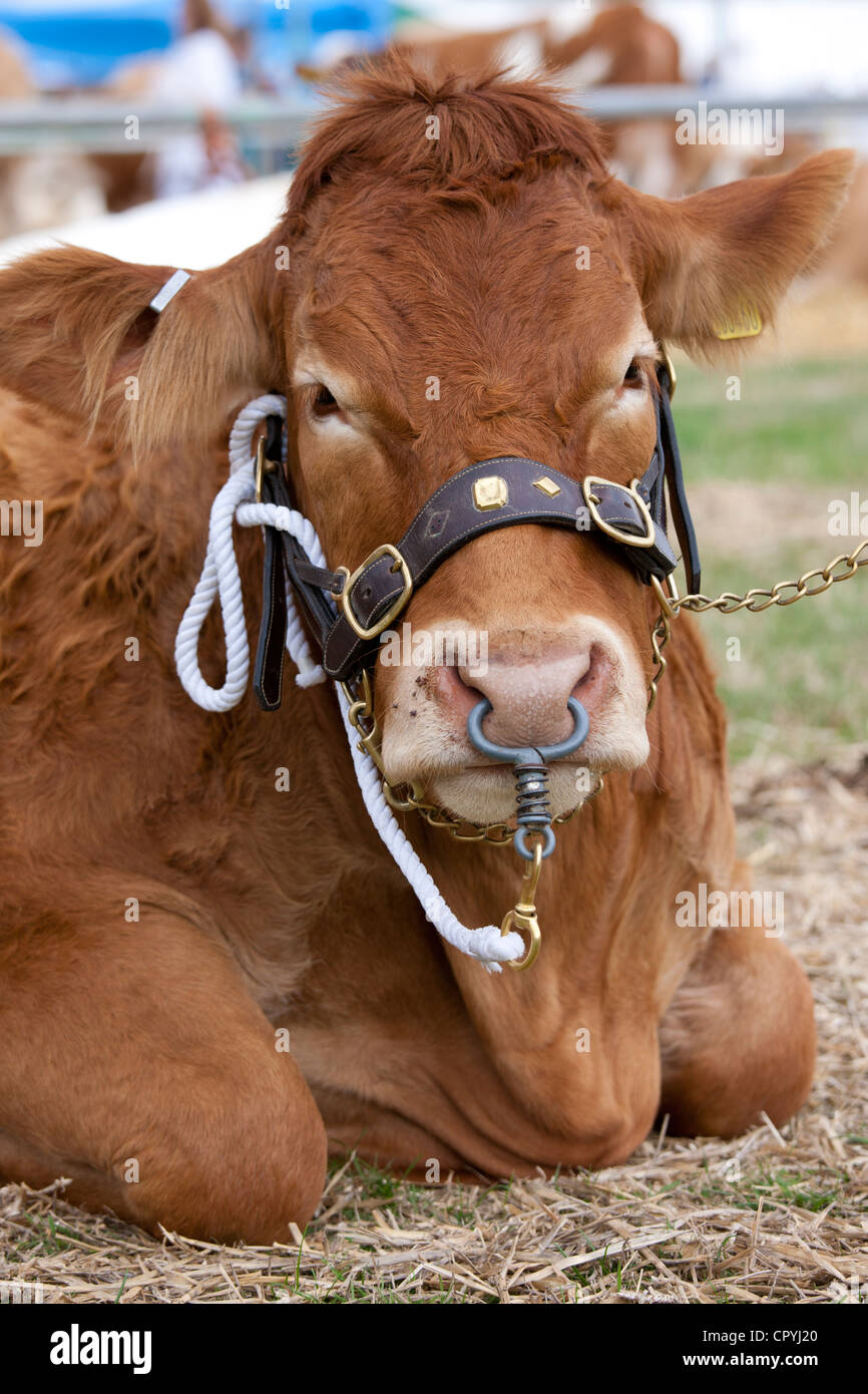 Campione britannico di Pedigree Limousin bull a Moreton Show, Moreton-in-Marsh, il Costwolds, Gloucestershire, Regno Unito Foto Stock
