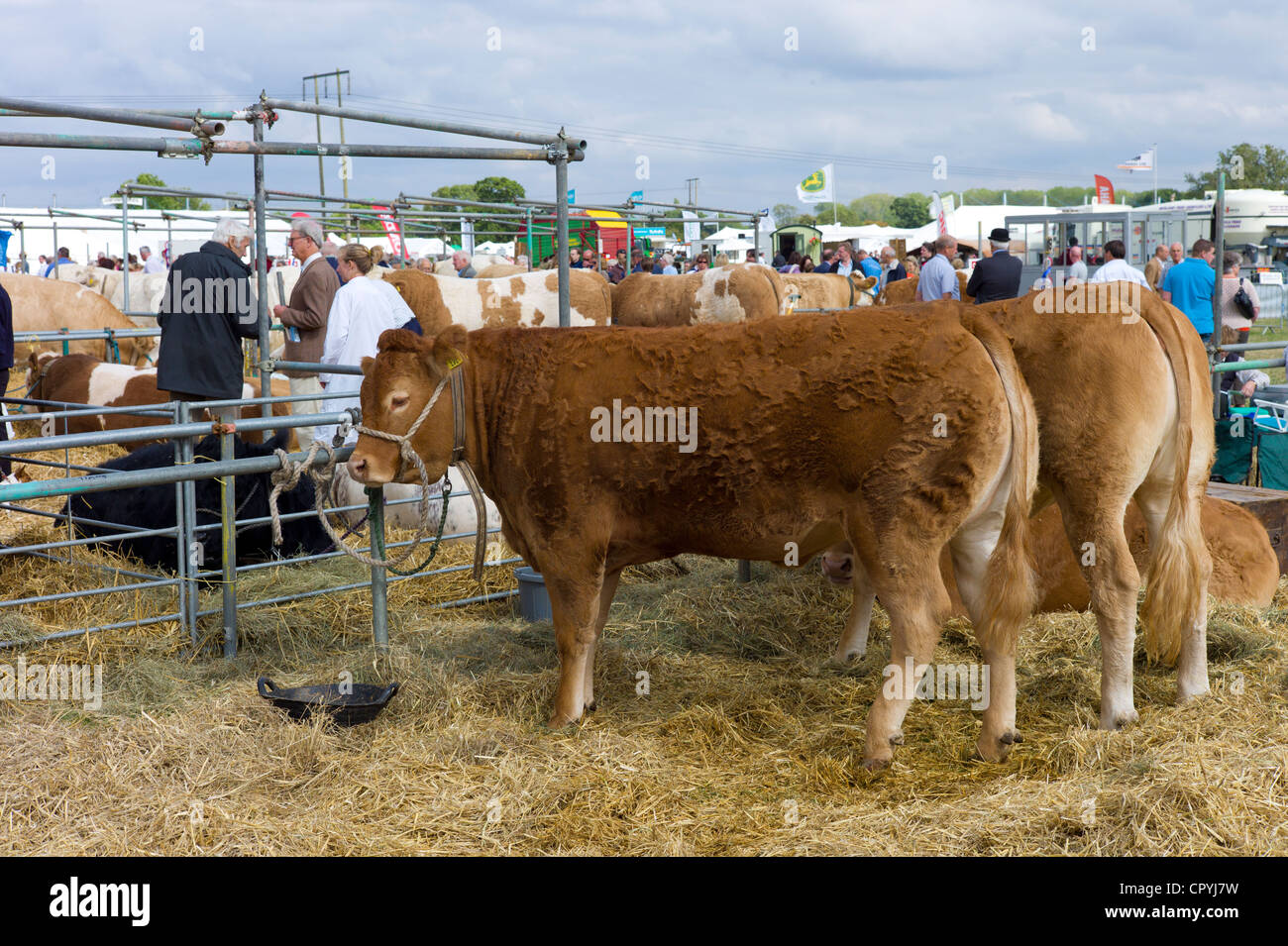 British Pedigree Limousin giovenca vacca a Moreton Show, Moreton-in-Marsh Showground, il Costwolds, Gloucestershire, Regno Unito Foto Stock