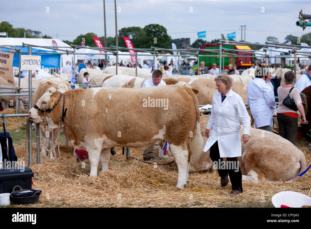 Pedigree British Simmental vacche a Moreton Show, Moreton-in-Marsh Showground, il Costwolds, Gloucestershire, Regno Unito Foto Stock