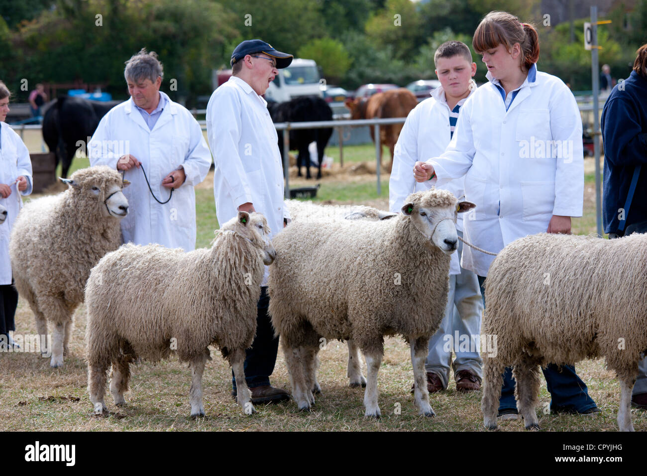 Champion pedigree pecore con i gestori a Moreton mostrano, a Moreton-in-Marsh Showground, il Costwolds, REGNO UNITO Foto Stock