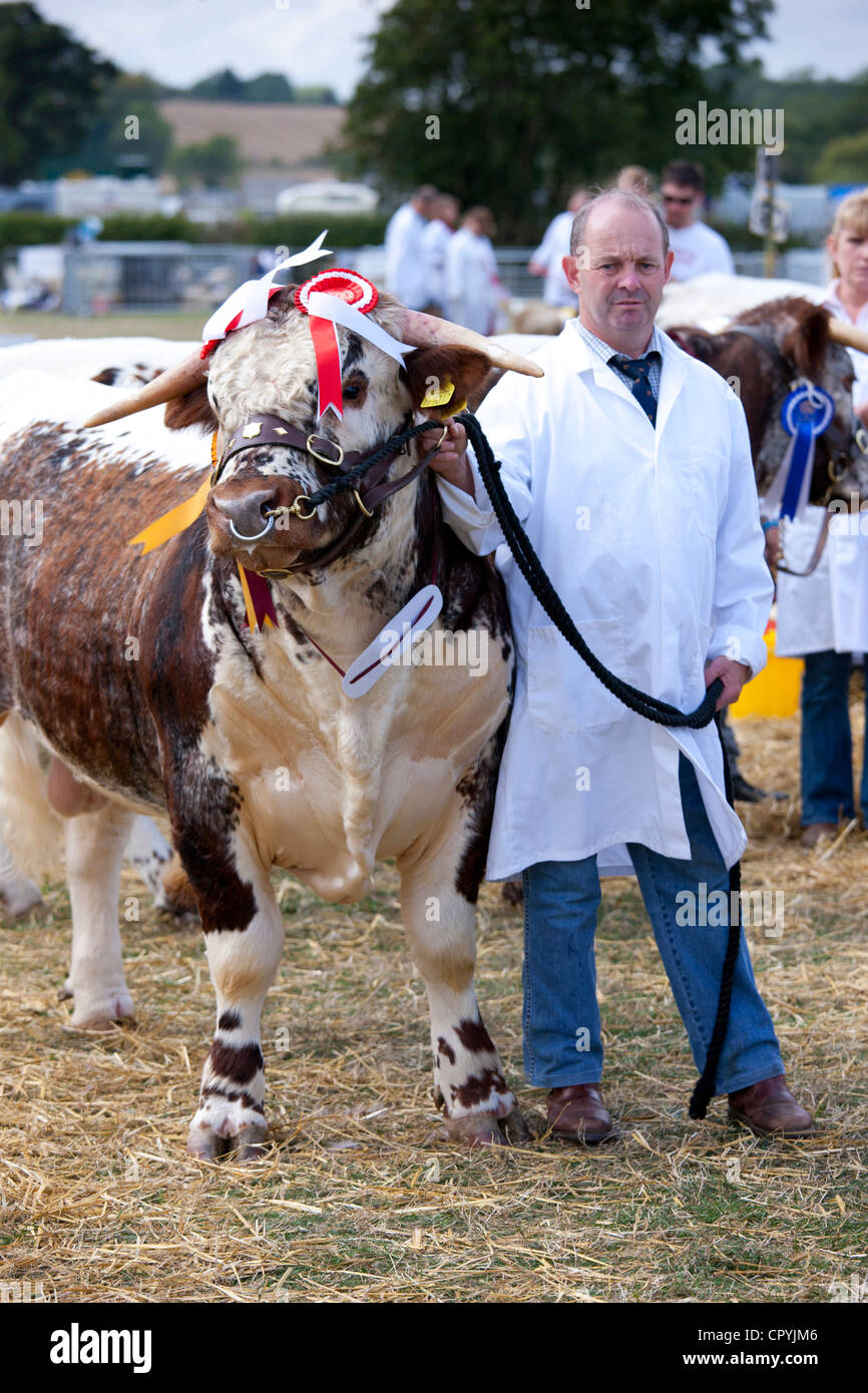 Champion Longhorn Bull a Moreton Show, evento agricoli in Moreton-in-Marsh Showground, il Costwolds, REGNO UNITO Foto Stock