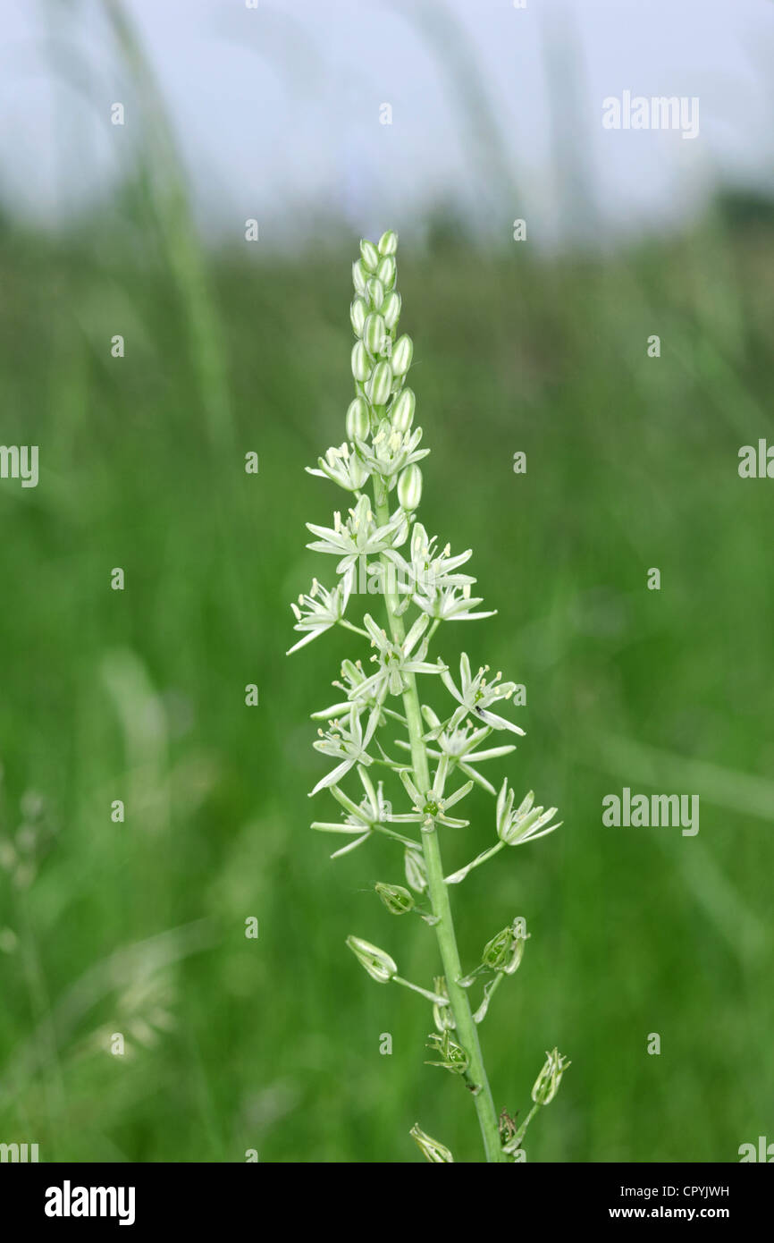 Stella SPIKED-di-Betlemme Ornithogalum pyrenaicum (Liliaceae) Foto Stock