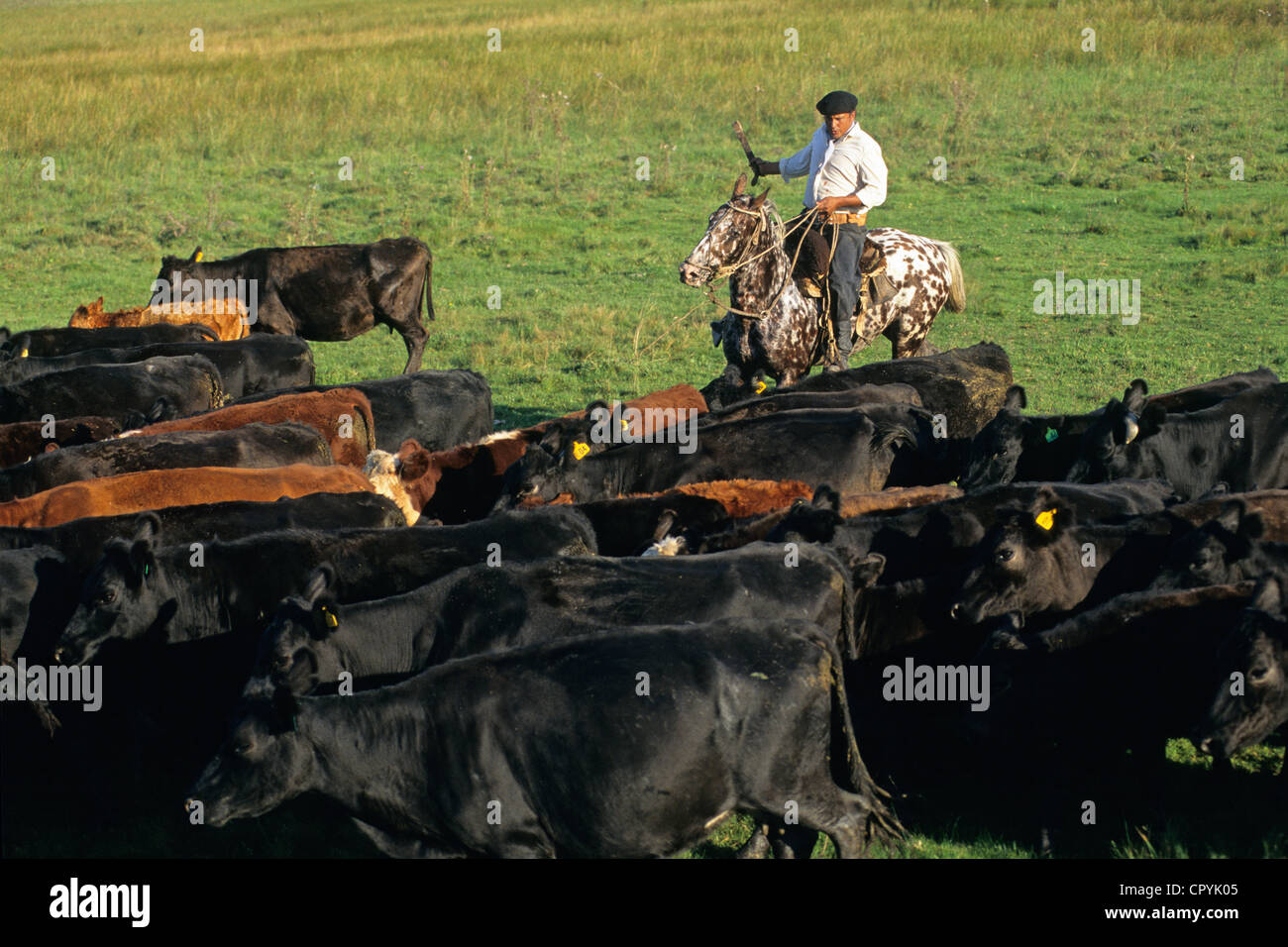 Argentina Buenos Aires Provincia San Antonio de Areco Estancia El Ombu de Areco gauchos getting insieme più di 500 bovini Foto Stock