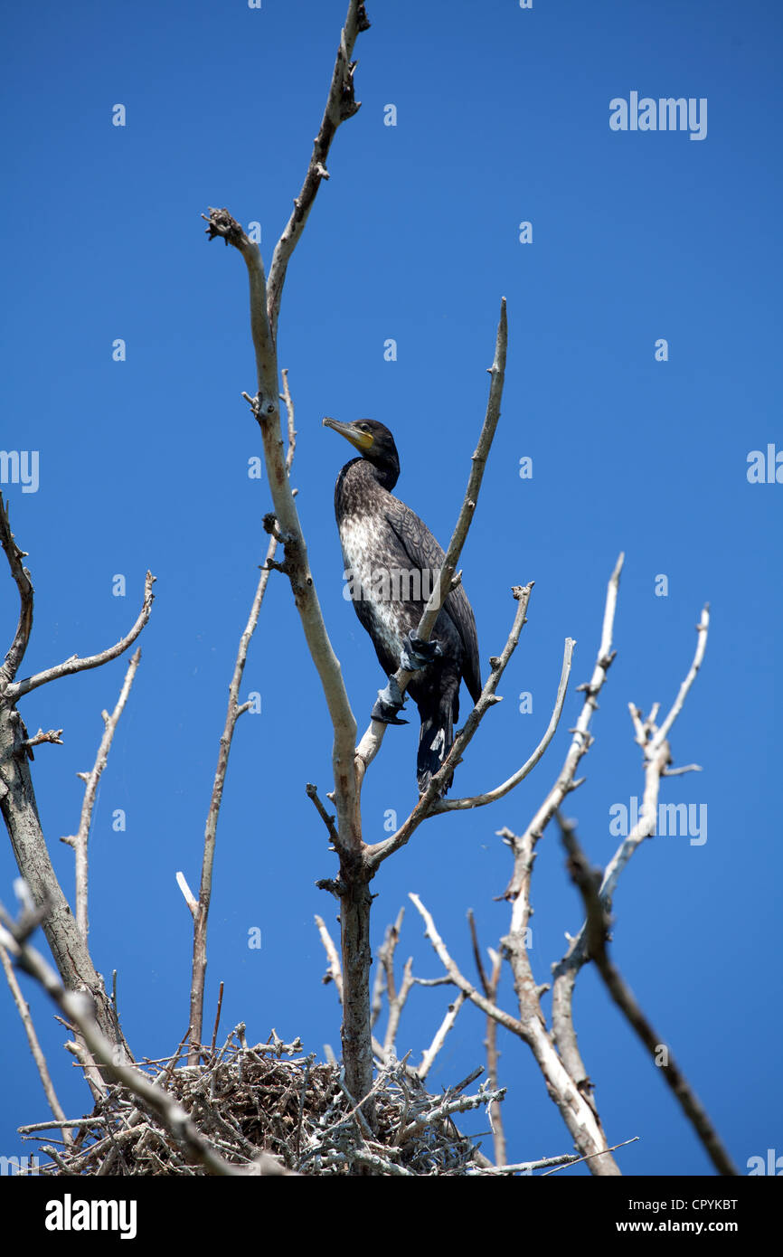 Erodios,lago di Kerkini,Grecia,bird,ecosistema,nest,natura Foto Stock