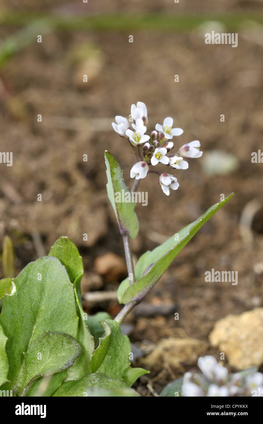 PERFOLIATE PENNY-CRESS Thlaspi perfoliatum Foto Stock