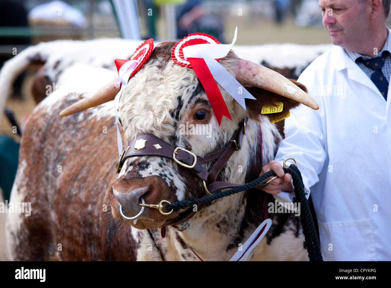 Champion Longhorn Bull a Moreton Show, evento agricoli in Moreton-in-Marsh Showground, il Costwolds, REGNO UNITO Foto Stock