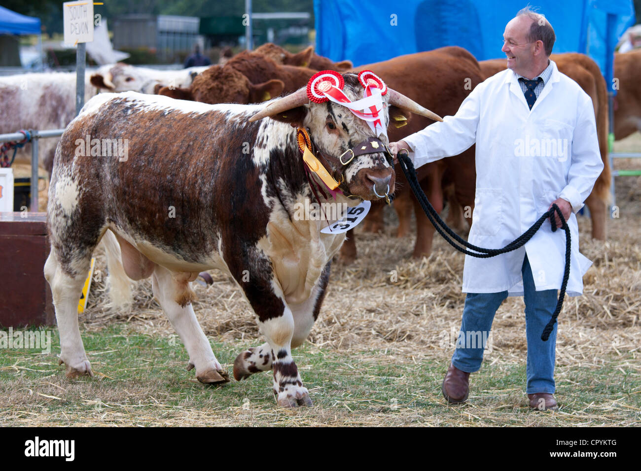 Champion Longhorn Bull a Moreton Show, evento agricoli in Moreton-in-Marsh Showground, il Costwolds, REGNO UNITO Foto Stock