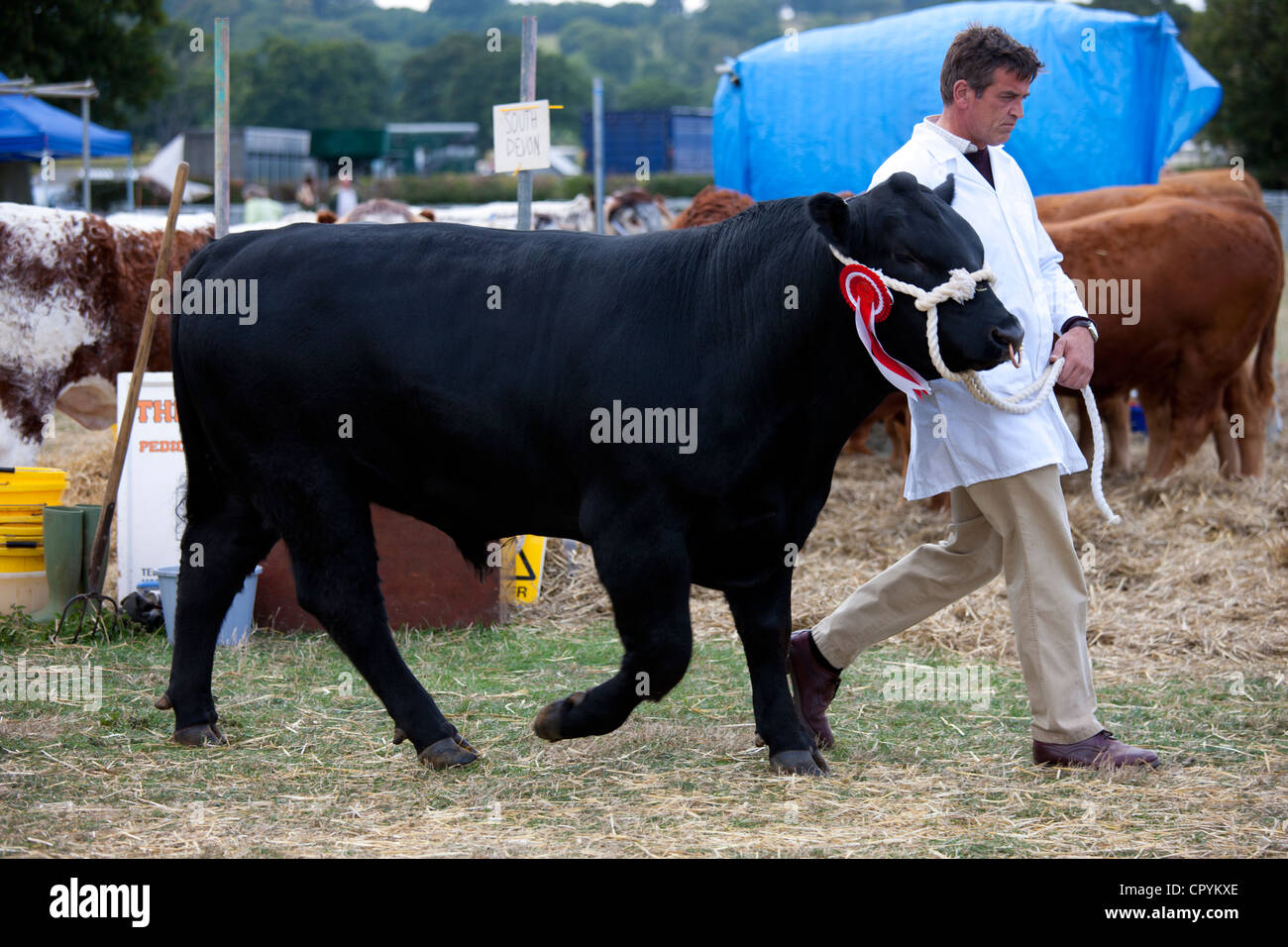 Pedigree giovenco vincente a Moreton Show, Moreton-in-Marsh Showground, il Costwolds, Gloucestershire, Regno Unito Foto Stock