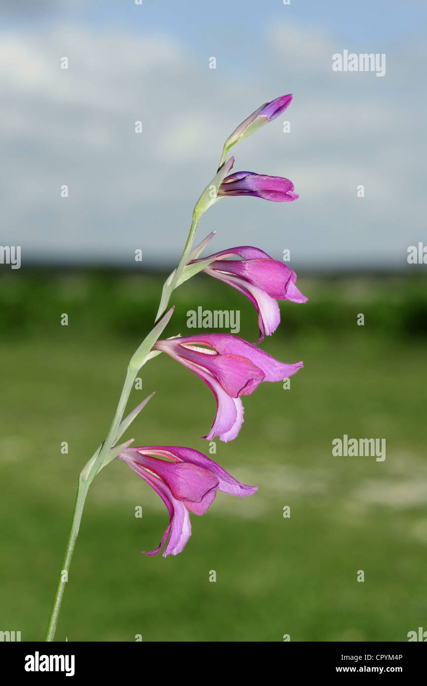 WILD GLADIOLUS Gladiolus illyricus Foto Stock
