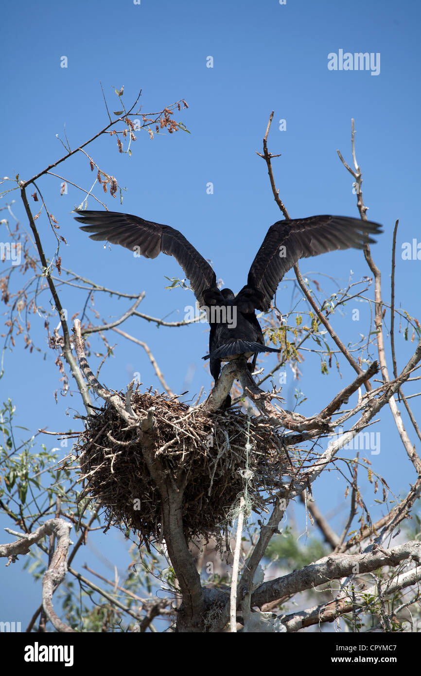 Erodios,lago di Kerkini,Grecia Foto Stock