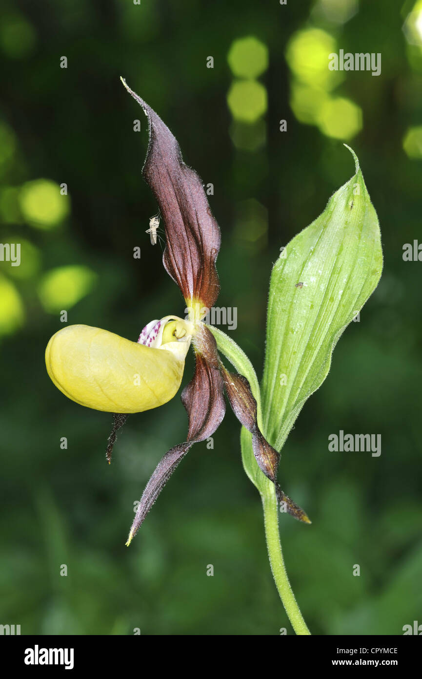 LADY'S-SLIPPER ORCHID Cypripedium calceolus Foto Stock