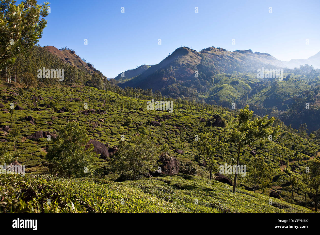India Kerala State, Munnar, le piantagioni di tè Foto Stock