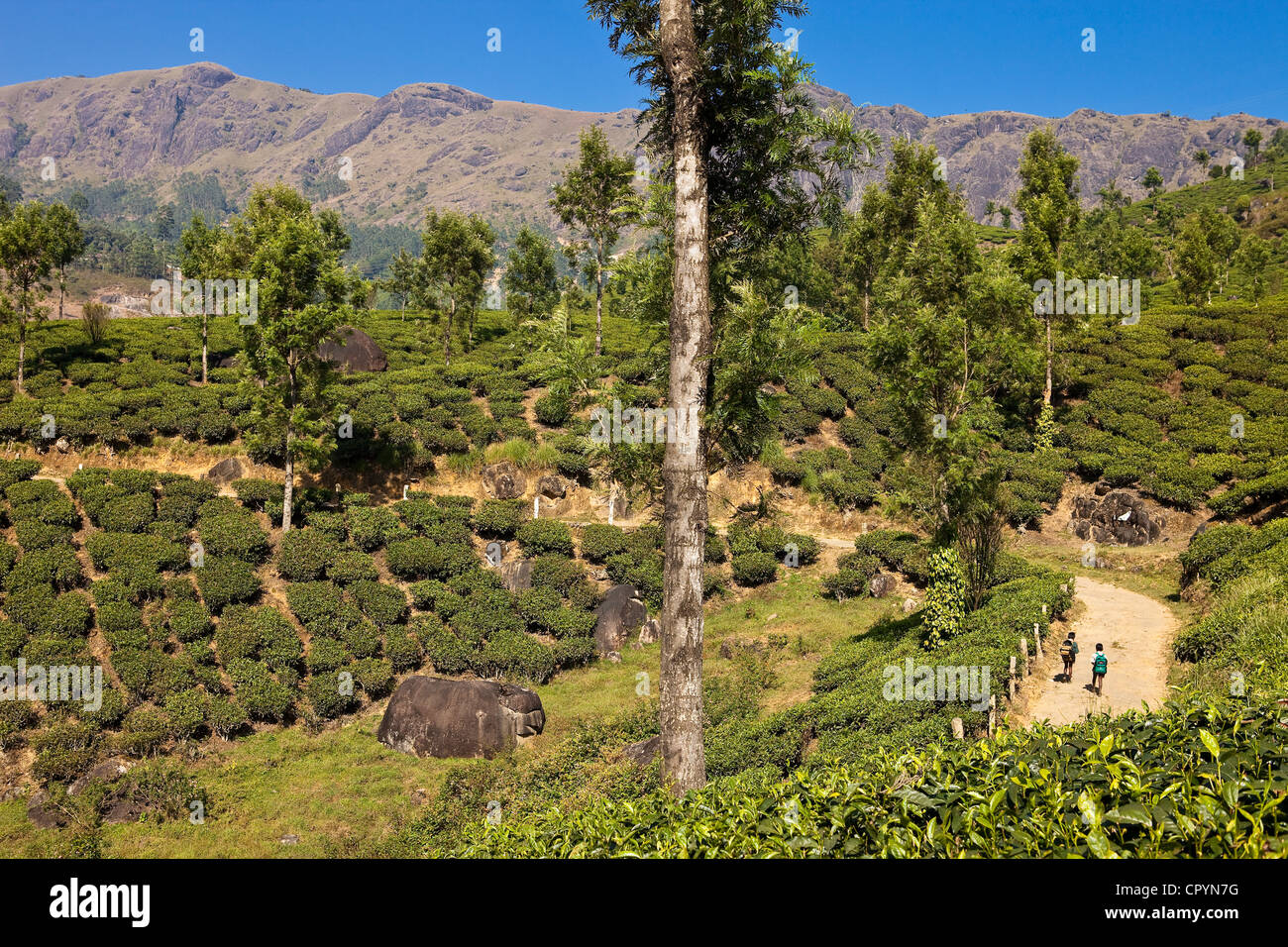 India Kerala State, Munnar, le piantagioni di tè Foto Stock