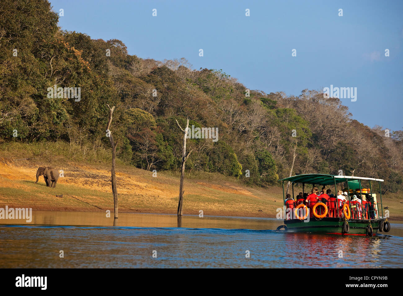 India Kerala State, Perriyar, gita in barca sul lago di scoprire la fauna, un elefante Foto Stock